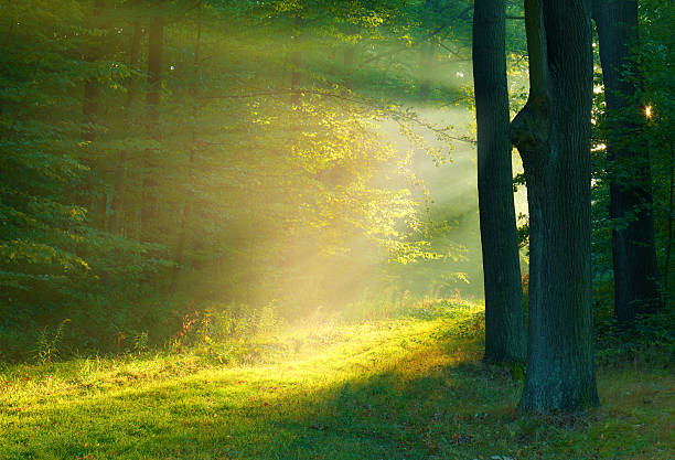 istock Beautiful morning in the forest 2214235423
