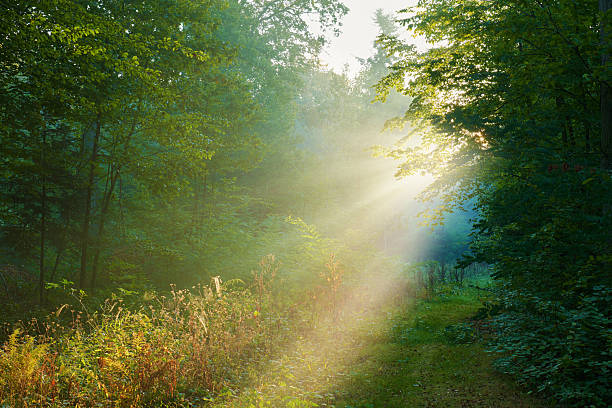 istock Beautiful morning in the forest 2214236049