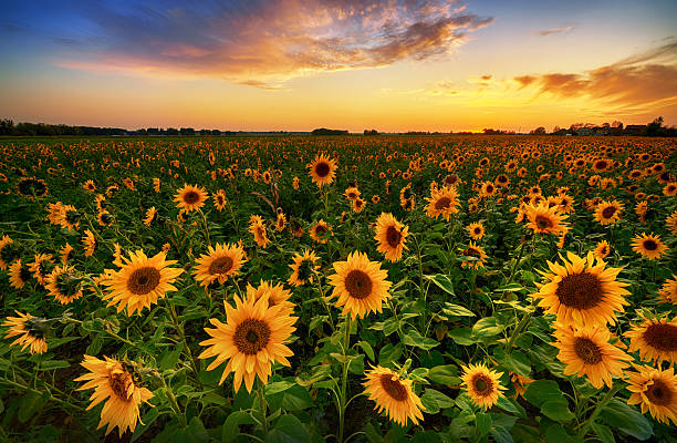 istock Beautiful sunset over sunflower field 2214236067