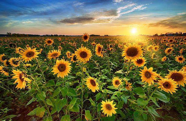 istock Beautiful sunset over sunflower field 2214236124