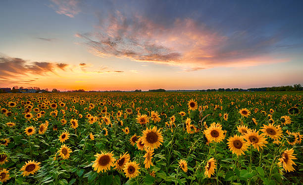 istock Beautiful sunset over sunflower field 2214236170