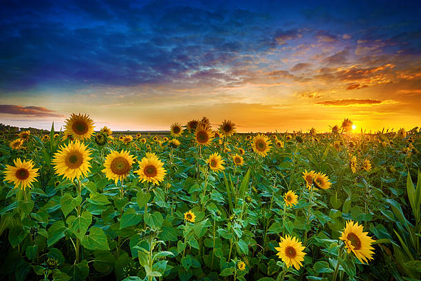 istock Beautiful sunset over sunflower field 2214236177