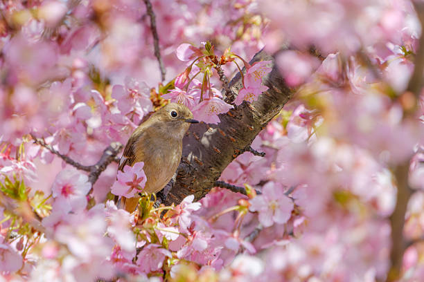 istock Female Daurian Redstart Amidst Cherry Blossoms 2214236391