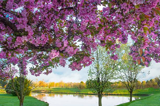 Flowering crab apple tree with pond in the background-Howard County, Indiana