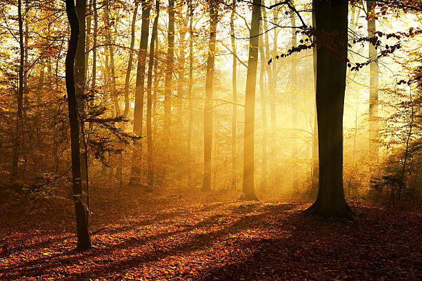 istock Autumn morning in old forest 2214236614