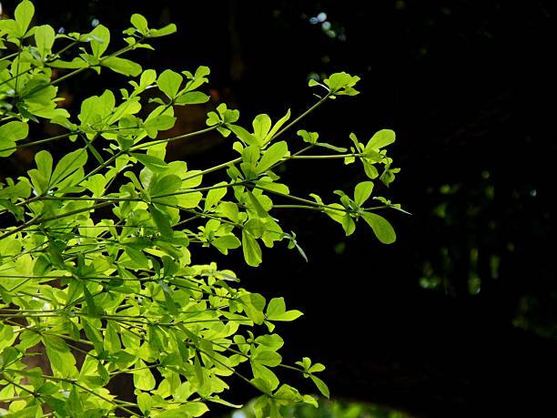 istock Foliage of Terminalia Mantaly Tree 2214236799