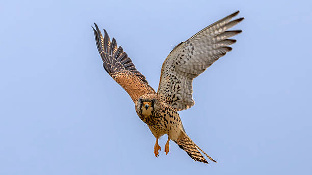 istock Common Kestrel flying in air 2214239026