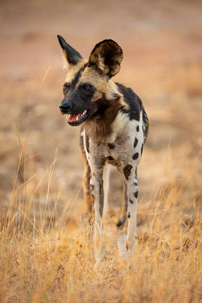 istock African wild dog stands in high grass 2214240220