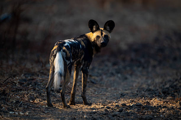 istock African wild dog stands looking over shoulder 2214240369