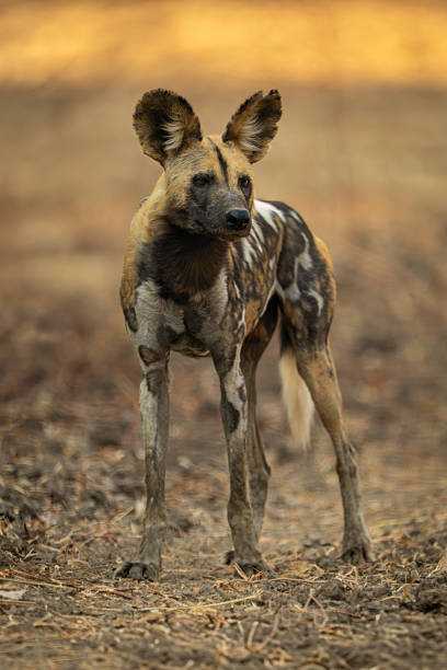 istock African wild dog stands staring in shade 2214240542