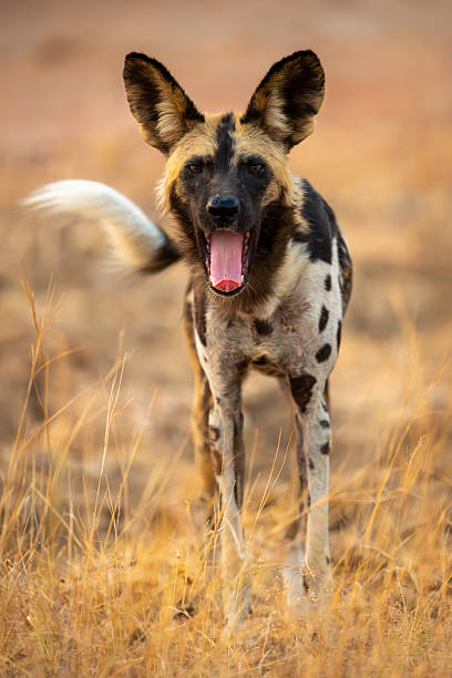 istock African wild dog stands yawning in grass 2214240813