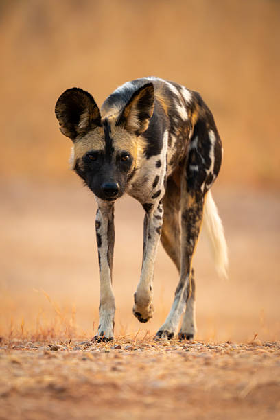 istock African wild dog trots across sandy ground 2214240968