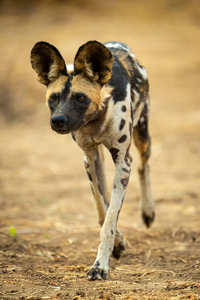African wild dog trots towards camera staring