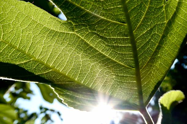 Ray of sunshine between fig leaves