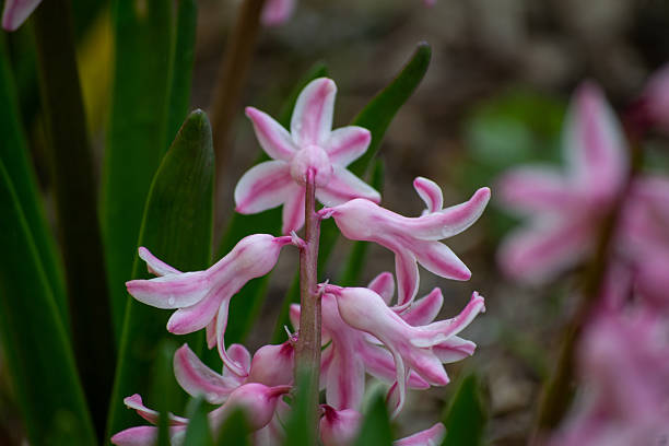 Pink hyacinth blooms in the spring in a flowerbed