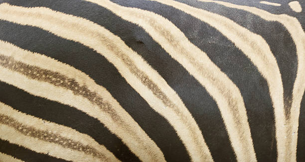 istock Artistic Patterns of Plains Zebra Striped Coat 2214244856