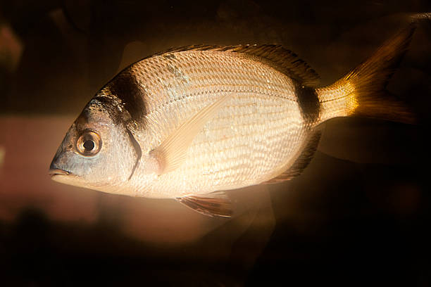 Silver colored fish swimming, black spots, yellow tail in fish tank, side close-up view.