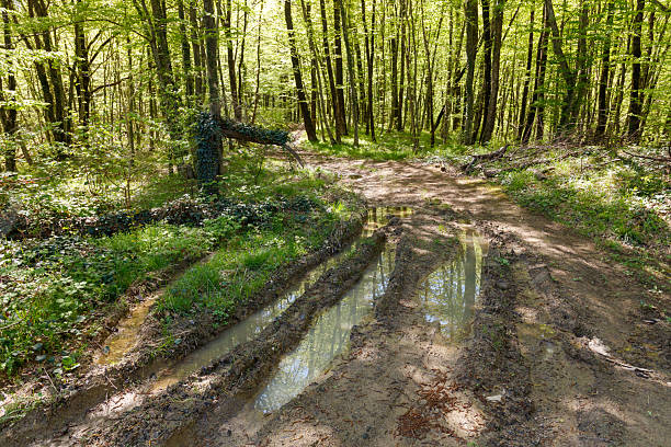 A muddy road in a forest with a tree stump in the middle. The road is wet and muddy, and the stump is covered in green ivy. The scene has a somewhat eerie and mysterious mood