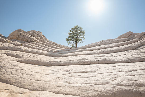 istock Ponderosa Pine in White Pocket 2214245230