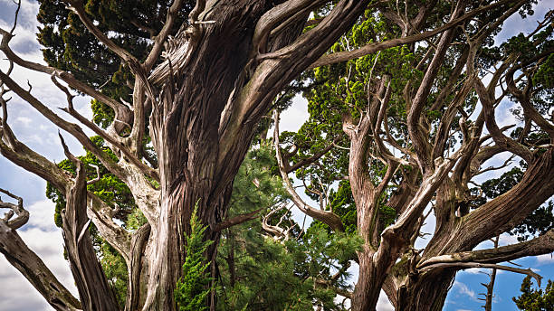 istock Canopy of Ancient Junipers of Cape Osezaki, Japan 2214247103