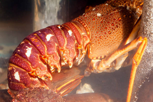 Lobster Caribbean Spiny, Panulirus argus.