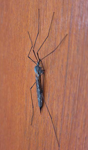 photo of a Tipula paludosa