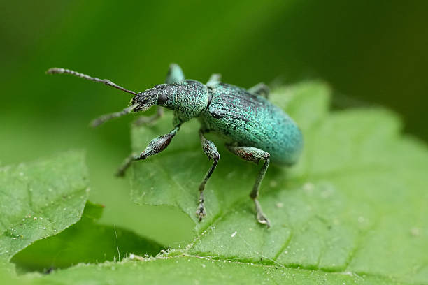 istock Closeup on a metallic green colored weevil beetle, Phyllobius pomaceus 2214248488