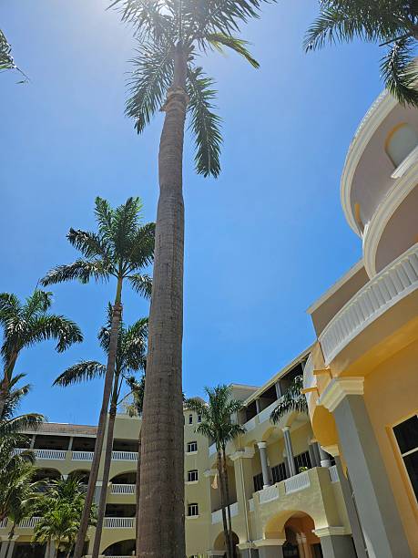 istock Palm Trees as tall as the Resort 2214248820