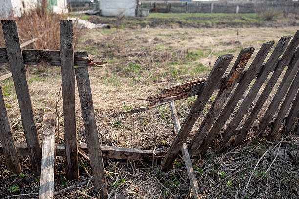 istock Weathered Wooden Fence Section in an Overgrown Yard During Early Spring 2214249097