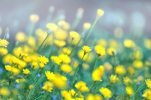 istock Spring meadow with golden daisies 2214252993