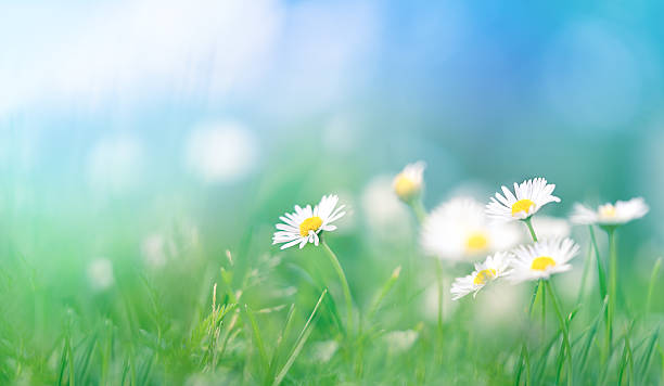 istock Summer meadow with golden daisies 2214253003