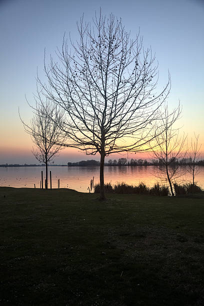 istock Bare tree by the shore of a lake at sunset 2214253162