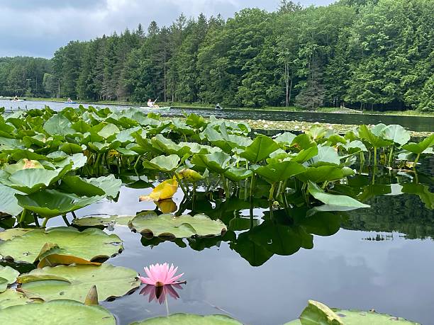 istock Pink lily among the woods 2214253721
