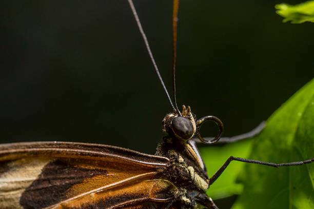Extreme close-up macro image of a butterfly's head, showing fine details of its compound eye, curled proboscis, antennae, and thorax. The butterfly’s wing is partially visible, revealing brown and orange coloring. This vivid macro is perfect for scientific illustrations, insect identification, educational materials, or creative nature-focused content.