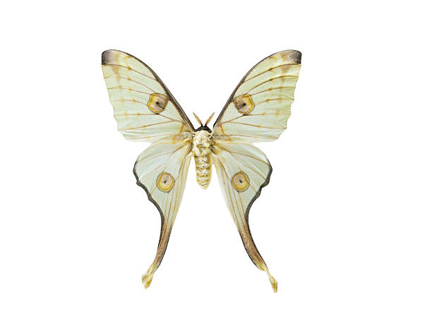 istock butterfly argema mittrei isolated on white background 2214254272