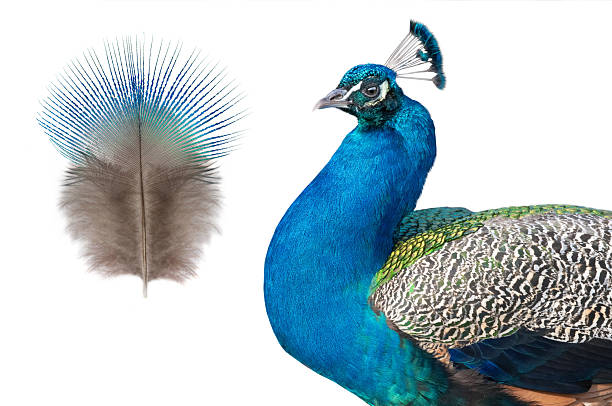 istock Colorful peacock displaying feathers with vibrant details isolated on white background 2214254276