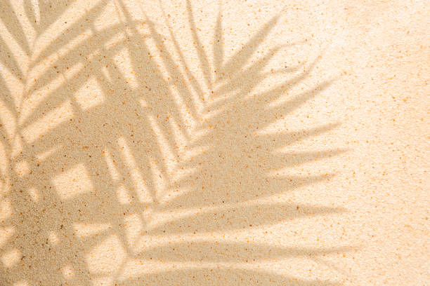 istock Palm tree leaves shadow on sandy beach background for summer vacation 2214255342