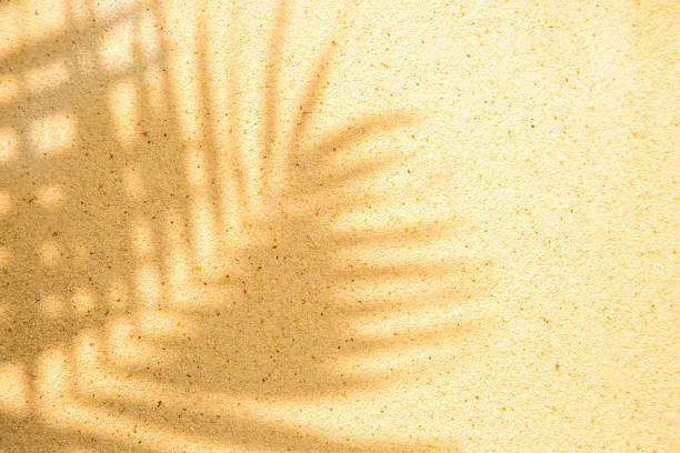 istock Palm tree shadow creating serene tropical vibe on sandy beach 2214255380