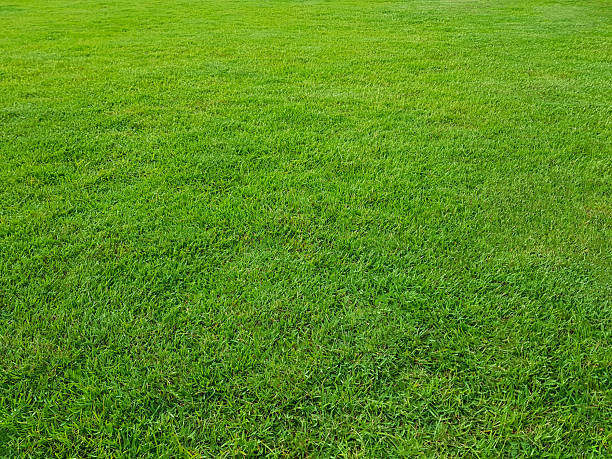 istock Top view of natural green grass surface. 2214256434