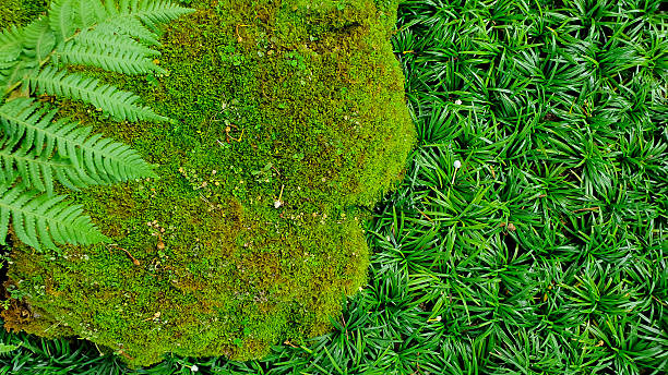istock Top view with green moss nature background concept. 2214256823