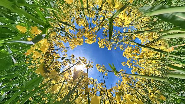 istock Wide angle photo of rape crop 2214256994