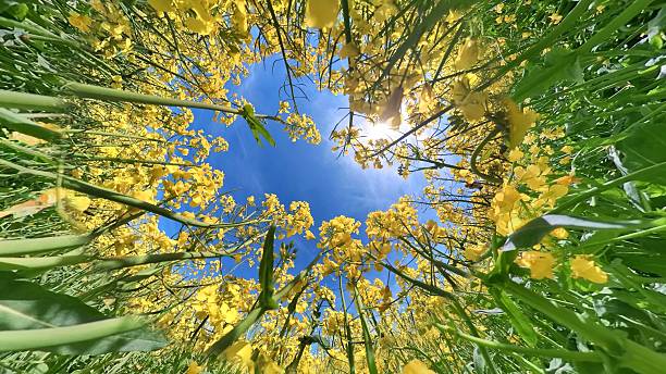 istock Wide angle photo of rape crop 2214257007