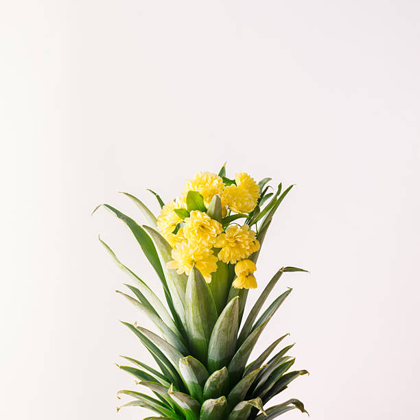 Focus scene of fresh pineapple fruit