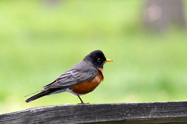 istock red robin on the fence 2214258297