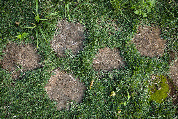 istock A patch of grass with a few holes in it 2214261040