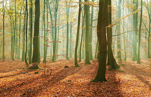 istock Autumn morning in old forest 2214261368