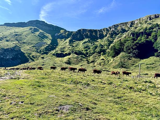 istock herd of cows in the mountains 2214261399