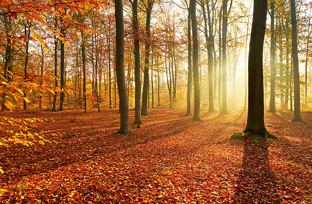 istock Autumn morning in old forest 2214261579