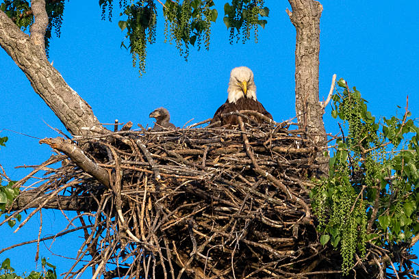 istock Eagles in a large nest 2214261617