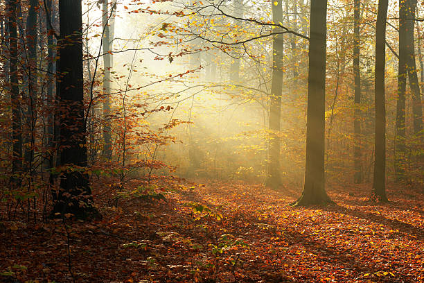 istock Autumn morning in old forest 2214261669